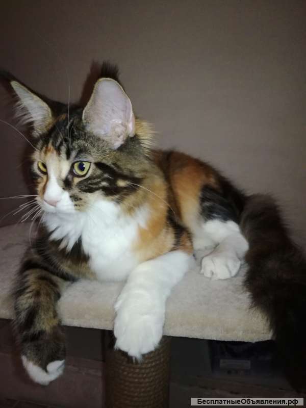 Мейн Кун 6 Месяцев Фото